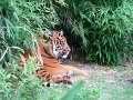 DSC04279 - Copy